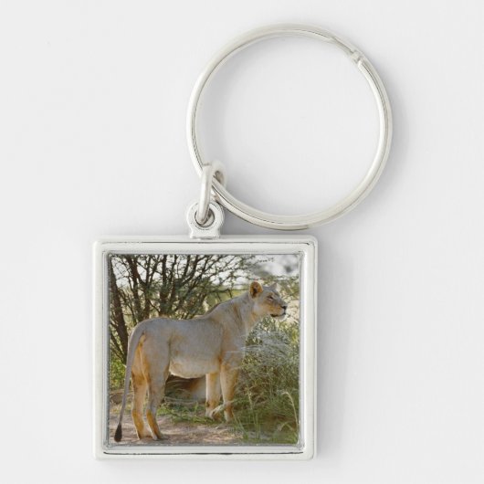 Leeuwen, Panthera leo, Kgalagadi Sleutelhanger (Voorkant)