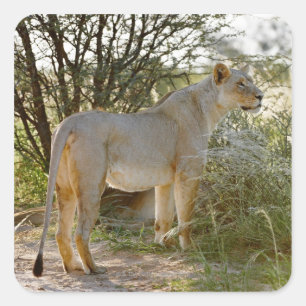 Leeuwen, Panthera leo, Kgalagadi Vierkante Sticker