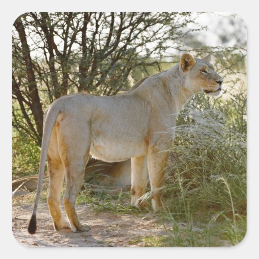 Leeuwen, Panthera leo, Kgalagadi Vierkante Sticker (Voorkant)