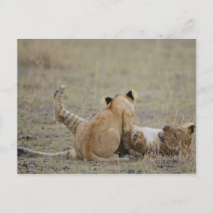 Leeuwen (Panthera leo) met gras, Masai Briefkaart