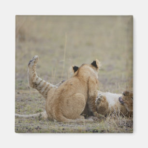 Leeuwen (Panthera leo) met gras, Masai Magneet