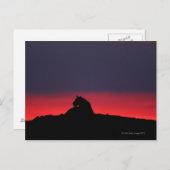 Leeuwen (Panthera leo), zonsondergang, Masai Briefkaart (Voorkant / Achterkant)