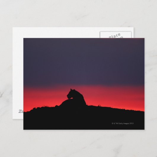 Leeuwen (Panthera leo), zonsondergang, Masai Briefkaart (Voorkant / Achterkant)