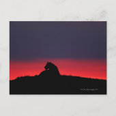Leeuwen (Panthera leo), zonsondergang, Masai Briefkaart (Voorkant)