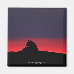 Leeuwen (Panthera leo), zonsondergang, Masai Magneet