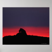 Leeuwen (Panthera leo), zonsondergang, Masai Poster (Voorkant)