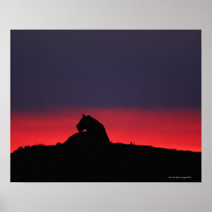 Leeuwen (Panthera leo), zonsondergang, Masai Poster