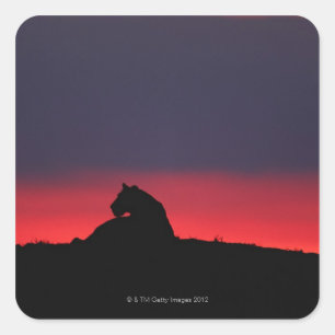 Leeuwen (Panthera leo), zonsondergang, Masai Vierkante Sticker