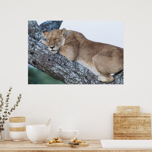 Leeuwen slapen in de boom poster (Keuken)