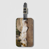 Leeuwen Slapen in de Zon Zuid-Afrika Foto Bagagelabel (Voorkant (verticaal))