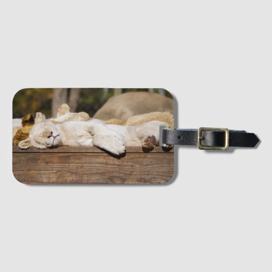 Leeuwen Slapen in de Zon Zuid-Afrika Foto Bagagelabel (Voorkant (horizontaal))