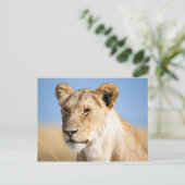 Leeuwen tegen blauwe hemel briefkaart (Staand voorkant)