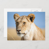 Leeuwen tegen blauwe hemel briefkaart (Voorkant / Achterkant)