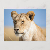 Leeuwen tegen blauwe hemel briefkaart (Voorkant)