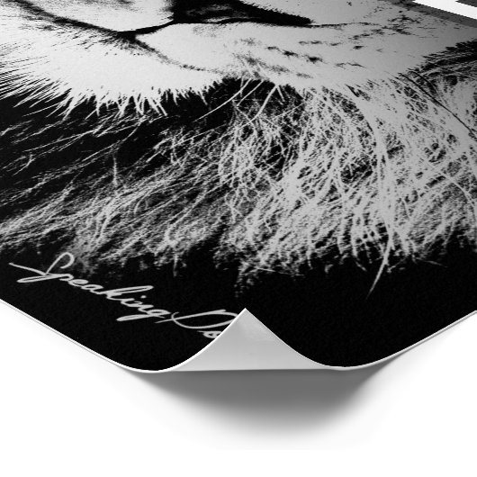 Leeuwen verliezen geen slaap over de mening van sc poster (Hoek)