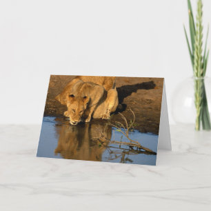 Leeuwen & welpen feestdagen kaart