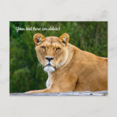 Leeuwenansichtkaart Briefkaart (Voorkant)