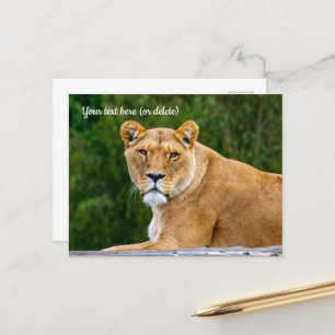 Leeuwenansichtkaart Briefkaart