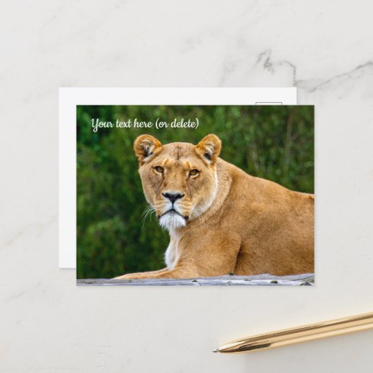 Leeuwenansichtkaart Briefkaart (Voorkant / Achterkant in situ)