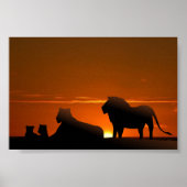 leeuwenfamilie poster (Voorkant)