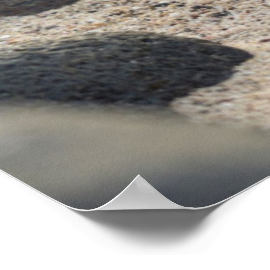 Leeuwengalapagos Poster (Hoek)