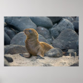 Leeuwengalapagos Poster (Voorkant)