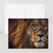 Leeuwengezicht Close-upfoto Briefkaart (Voorkant / Achterkant)