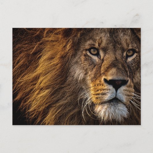 Leeuwengezicht Close-upfoto Briefkaart (Voorkant)