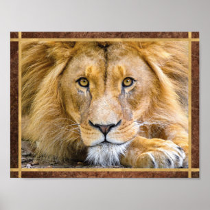 Leeuwengezicht Foto Poster