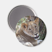 leeuwengezicht magneet (Voorkant / Achterkant)