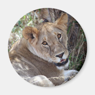 leeuwengezicht magneet