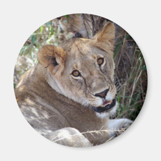 leeuwengezicht magneet (Voorkant)