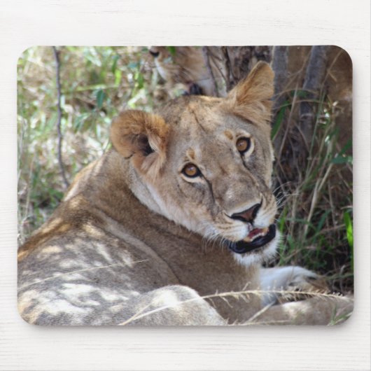 leeuwengezicht muismat (Voorkant)