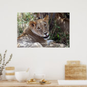 leeuwengezicht poster (Keuken)