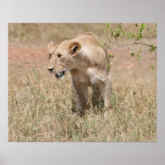 leeuwenjacht poster (Voorkant)