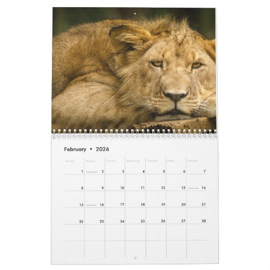 Leeuwenkalender 2025 kalender (Feb 2026)