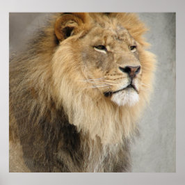 Leeuwenkoning van de Jungle Poster