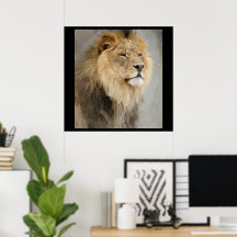 Leeuwenkoning van de Jungle