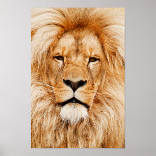 Leeuwenkop Canvasprint Poster