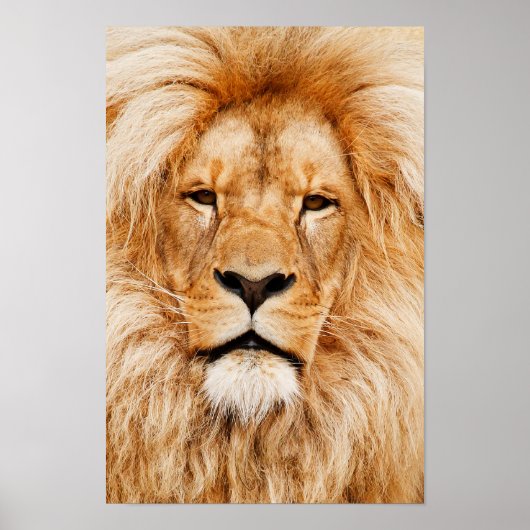 Leeuwenkop Canvasprint Poster (Voorkant)