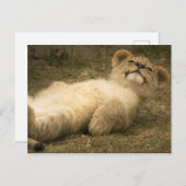 leeuwenkubbel grappig ontspannen geestelijke gezon briefkaart (Voorkant / Achterkant)