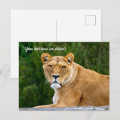 Leeuwenpostkaart Briefkaart (Voorkant / Achterkant)