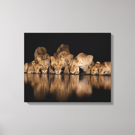 Leeuwenprooi drinkt 's nachts bij het watergat canvas afdruk (Voorkant)