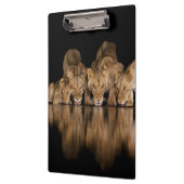 Leeuwenprooi drinkt 's nachts bij het watergat klembord (Links)