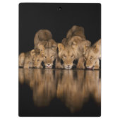 Leeuwenprooi drinkt 's nachts bij het watergat klembord (Achterkant)