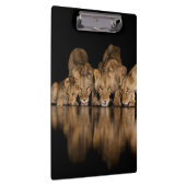 Leeuwenprooi drinkt 's nachts bij het watergat klembord (Rechts)