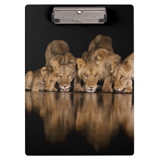 Leeuwenprooi drinkt 's nachts bij het watergat klembord (Voorkant)