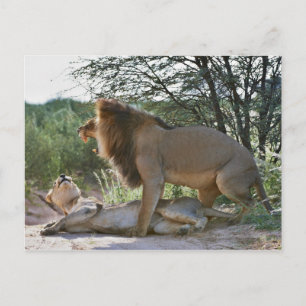 leeuwensparen, Panthera leo, Kgalagadi Briefkaart