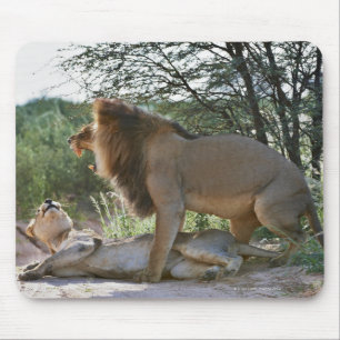 leeuwensparen, Panthera leo, Kgalagadi Muismat