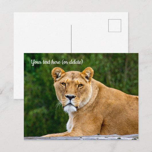 Leeuwenspostkaart Briefkaart (Voorkant / Achterkant)